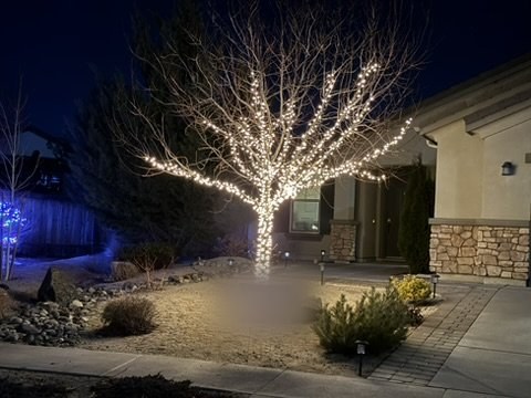Front yard tree wrapped in warm white lights